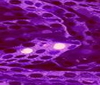 Violet HIGH QUALITY SEQUINS FABRIC 6mm