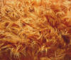 red brown Teddy Long hair Fur Fabric Faux Fur