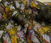 schwarz~bunt Seidenchiffon Stoff bedruckt 100% SEIDE Blumen