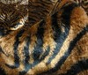 brown ~ black Zebra Fur Cuddly Fur - 12mm - 800g fabric